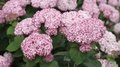 Hydrangea arbor. 'Sweet Annabelle', 30-50 3L, Hortensia