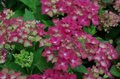 Hydrangea macr. 'AB Green Shadow', 25-30cm 2L