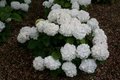 Hydrangea 'Ave Maria', 2L