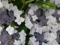 Hydrangea 'Cloudi', 25-30 3L,Hortensia