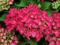 Hydrangea macro. 'Hot Red', 25-30 3L, Hortensia