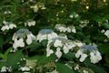 Hydrangea macr. 'Veitchii', 25-30 3L,Hortensia