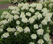 Hydrangea pan. 'Baby Lace', 25-30 cm 3L,Pluimhortensia