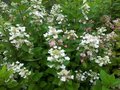 Hydrangea pan. 'Dart's Little Dot', 25-30 cm 3L,Pluimhortensia