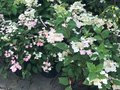 Hydrangea pan. 'Early Sensation', 40-50 cm 3L Pluimhortensia