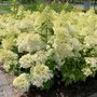 Hydrangea pan. 'Little Alf', 3L,Pluimhortensia