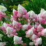 Hydrangea pan. 'Pink Lady', 40-50 cm 3L Pluimhortensia