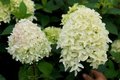 Hydrangea pan. 'Skyfall', 40-50 cm 3L Pluimhortensia ®