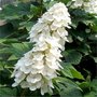 Hydrangea quer. 'Ice Crystal', 25-30 3L, Hortensia