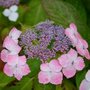 Hydrangea serrata 'Isusai-jaku', 25-30 3L,Hortensia