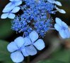 Hydrangea serrata 'Isusai-jaku', 25-30 3L,Hortensia