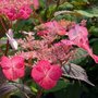 Hydrangea serrata 'Isusai-jaku', 25-30 3L,Hortensia