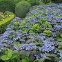 Hydrangea serrata 'Veerle', 3L Hortensia