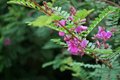 Indigofera heterantha, 3L Indigostruik