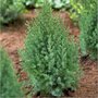 Juniperus chin. 'Stricta', 25-30 3L, Chinese jeneverbes