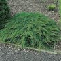 Juniperus comm. 'Green Carpet', 25-30 2L, Jeneverbes