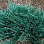 Juniperus hor. 'Blue Chip', 25-30 2L, Jeneverbes