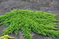 Juniperus hor. 'Prince of Wales', 25-30 2L, Jeneverbes