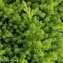 Juniperus procumbens 'Nana', 25-30 2.5L, Jeneverbes