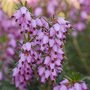 Erica darl. 'Darley Dale', Winterheide