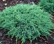 Juniperus sq. 'Blue Carpet', 25-30 3L, Jeneverbes