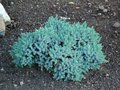 Juniperus sq. 'Blue Star', 15-20 2L, Jeneverbes