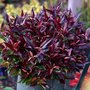 Leucothoe 'Red Lips', 25-30 3L, Druifheide ®