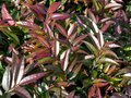 Leucothoe 'Royal Ruby', 25-30 3L, Druifheide ®