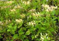 Lonicera 'Honey Baby', 3L Struikkamperfoelie