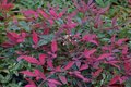 Nandina dom. 'Flirt' 3L, 20-30cm hemelse bamboe