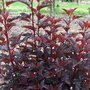 Physocarpus opulif. 'All Black', 40-50 3L, Blaasspirea