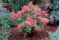 Pieris jap. 'Passion', 25-30 3L, Rotsheide