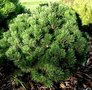 Pinus mugo 'Gnom', 20-30 3L