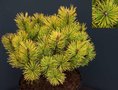 Pinus mugo 'Golden Glow', 20-30 3L