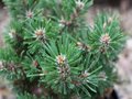 Pinus mugo 'Humpy', 15-20 3L