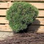 Pinus mugo 'Mops', 20-30 3L