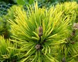 Pinus mugo 'Ophir', 20-30 3L