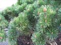 Pinus mugo 'Mugo', 20-25 2L