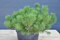 Pinus mugo 'Pumilio', 20-25 2L