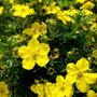 Potentilla frut. 'Bella Lindsay', 20-25 3L, Struikganzerik