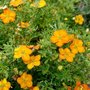 Potentilla frut. 'Bella Sol', 20-25 3L, Struikganzerik