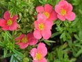 Potentilla frut. 'Bellisima', 25-30 3L, Struikganzerik