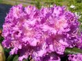 Rhododendron 'Alfred', 30-40 5L