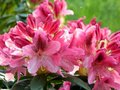 Rhododendron 'Cosmopolitan', 30-40 5L