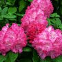 Rhododendron 'Germania', 30-40 5L