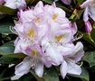 Rhododendron 'Gomer Waterer', 30-40 5L