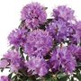 Rhododendron 'Gristede', 25-30 3L