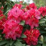 Rhododendron 'Wilgen's Ruby'