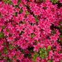 Azalea jap. 'Anne Frank', 25-30 3L (=Rhododendron)