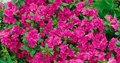 Azalea jap. 'Geisha Purple', 25-30 3L (=Rhododendron)